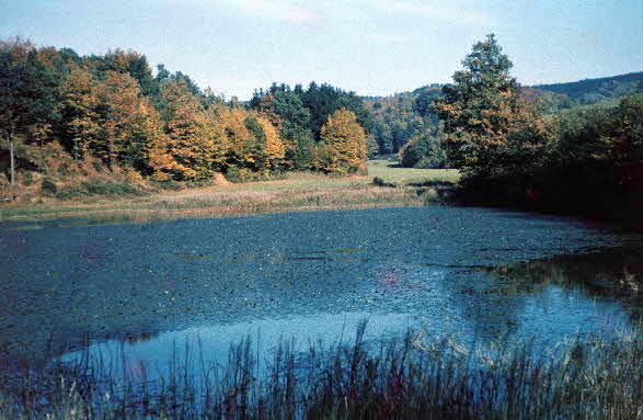 Weiher